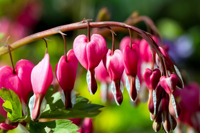 Bleeding Heart