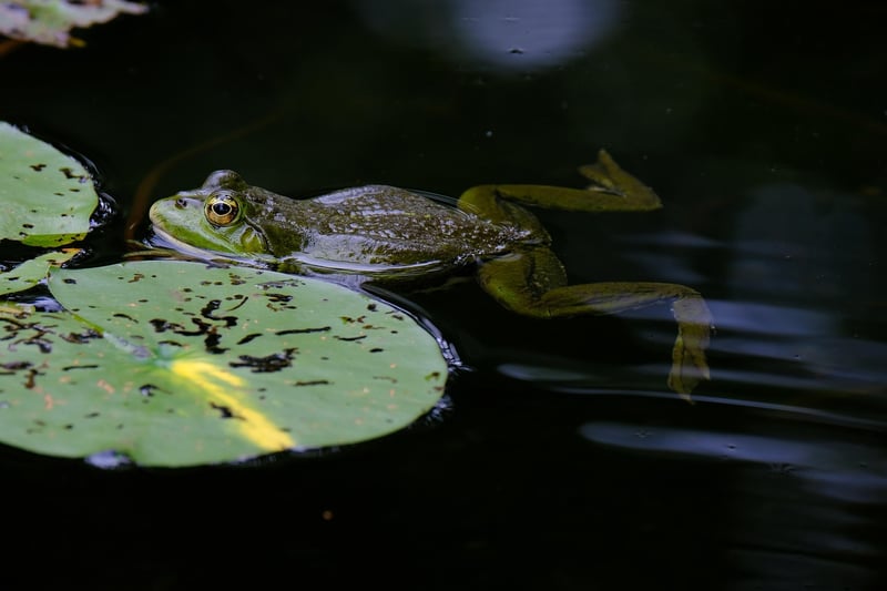 Frog in a Pond