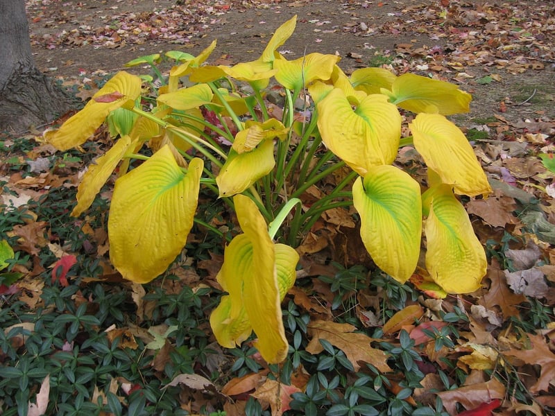 Hostas