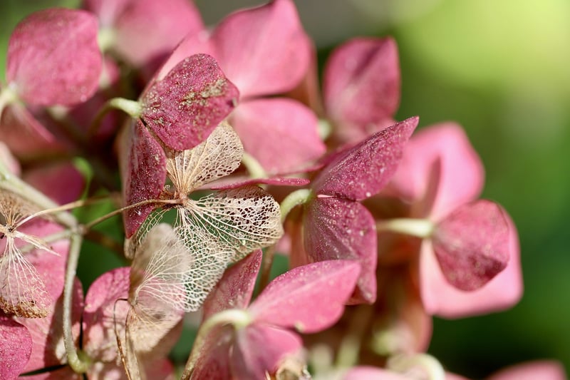 Hydrangea 'Annabelle'