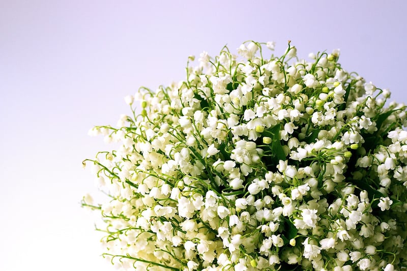 Lily of the Valley