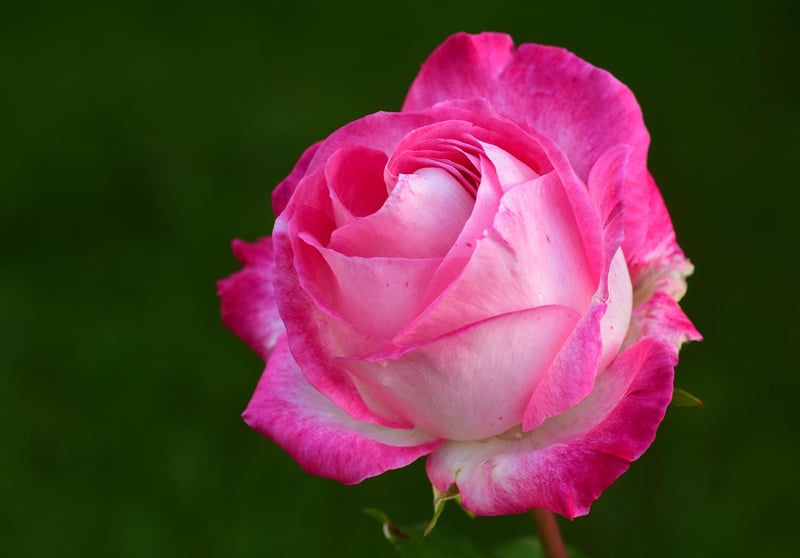 Rose 'Blue Moon'